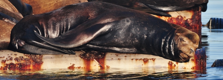 sea lions